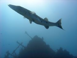 curious barracuda guarding his wreck outside Santiago de ... by Antti Asu 